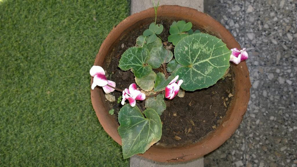 Bed & Breakfast Blumen Haus 산티아고 외부 사진